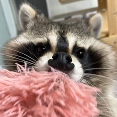 a raccoon is chewing on a pink fluffy object in front of its face