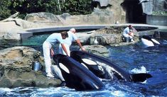 two men are standing next to some orca's in the water