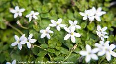 small white flowers are growing in the grass