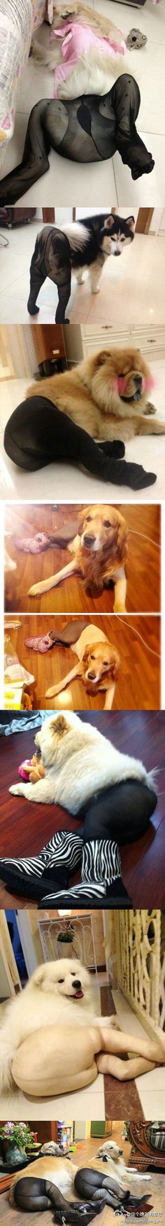 there are many different pictures of dogs laying on the floor