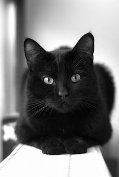 a black cat sitting on top of a table