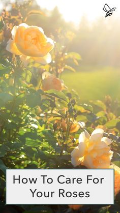 yellow roses with the words how to care for your roses in front of green grass