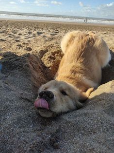 a dog laying on the beach with its tongue out and it's head sticking out