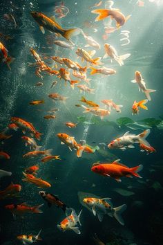 a large group of fish swimming in the water