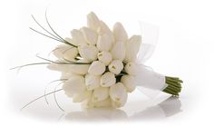 a bouquet of white tulips on a white background