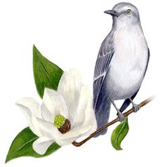 a bird sitting on top of a white flower next to a green leafy branch