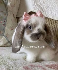 a small rabbit sitting on top of a bed next to a pillow with the words me if you even care