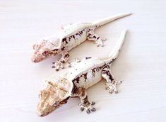 two small geckos sitting on top of a white table next to each other