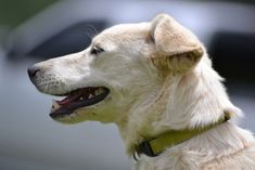 a close up of a white dog with his mouth open and tongue out looking off into the distance