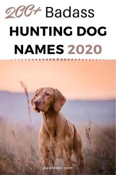 Choosing a fitting name for your male or female hunting dog isn’t easy and requires a lot of time skimming through lists on the internet. Whether you are looking for a cool, badass, unique, or meaningful hunting dog name for your sporting breed, this list will inspire you with 200+ name ideas for retrievers, pointers, hounds, spaniels, setters, terriers, duck hunting or gun dogs. This post will also feature fishing, pheasant hunting dog names and hunting dog names for Labs. #huntingdognames Country Dogs, Duck Dog, Dogs Hunting, Cute Hunting Dogs, Male Dog Names, Female Hunting Dog Names, Male Dog Names Unique, Hound Hunting, Girl Hunting Dog Names