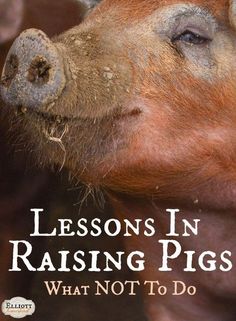 a close up of a pig with the words lessons in raising pigs what not to do