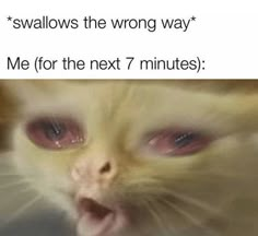 a cat with its mouth open and the caption saying,'swallows the wrong way me for the next 7 minutes '