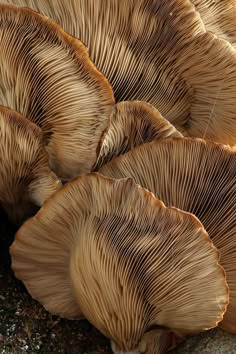 several mushrooms are growing out of the ground