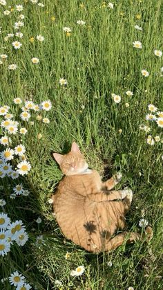 an orange and white cat laying in the middle of some daisies with its eyes closed