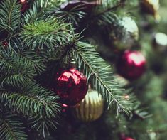 christmas ornaments hanging from the branches of a pine tree with red and green baubles