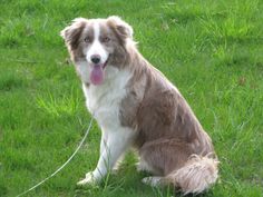 a brown and white dog sitting in the grass