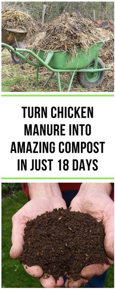 Excellent how-to for using the quick hot composting method with chicken litter Hot Composting, Coop Decor, Urban Chicken Farming, Composting Methods, Chicken Manure, Urban Chickens, Chicken Garden