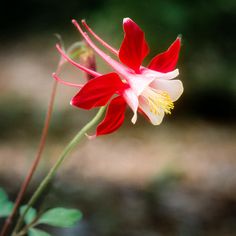 Wildflower Reference, Columbine Flower Drawing, Red Columbine Flower, Aquilegia Canadensis, Wild Lupine, Hummingbird Drawing, Spring Planting, Columbine Flower, Painting Reference