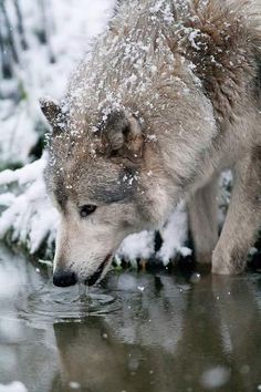 a wolf drinking water out of a pond in the snow with a quote on it