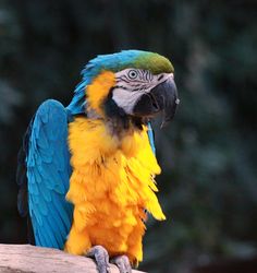 a blue and yellow parrot sitting on top of a tree branch