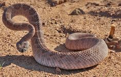 a large brown snake is curled up on the ground