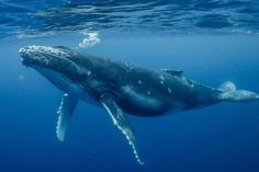 a humpback whale swimming in the ocean