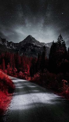 a road with red grass and trees on both sides under a night sky filled with stars