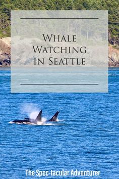 two orca whales swimming in the ocean with text overlay that reads whale watching in seattle