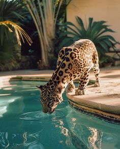 a leopard drinking water from a pool with palm trees in the background