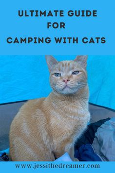 Camping with cats tips