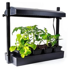 a black shelf with plants growing in it