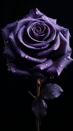 A beautiful purple rose created with AI. This wonderful piece would make a lovely addition to any home and would also make an excellent gift for a loved one. It would also make an excellent wallpaper for any smartphone. Product images are mockups displaying what the product would look like if you choose to purchase. Please note that this does not include a phone or any other item other than the piece of digital art. This piece of art is intended for personal use and not intended for commercial u Pink And Purple Wallpaper Ios 16, Ios 16 Wallpaper Heart Purple, Downloadable Live Wallpapers, Wallpaper Of Mobile, Black Panther Purple Wallpaper, Aesthetic Images Purple, Ios 16 Wallpaper Pink And Black, Ios 16 Wallpaper Black And Pink, Iphone 13 Pro Max Wallpaper Ios 16