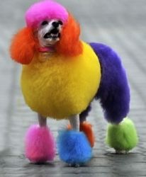 a toy poodle with multicolored hair on it's head and legs