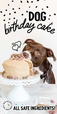 a brown and white dog looking at a birthday cake with the words, all safe ingredients on it