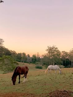 two horses graze on grass in a field with trees and bushes behind them at sunset