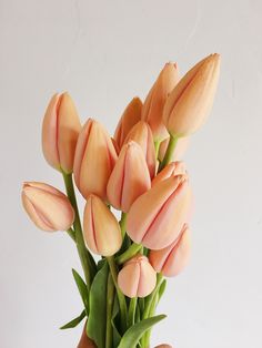 a hand holding a bunch of pink tulips in it's left arm