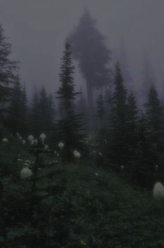 a foggy forest filled with lots of trees and white fluffy balls in the grass