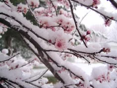 snow covered branches with pink flowers in the foreground