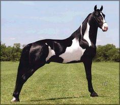 a black and white horse standing on top of a lush green field