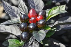 the fruit is growing on the tree and ready to be picked