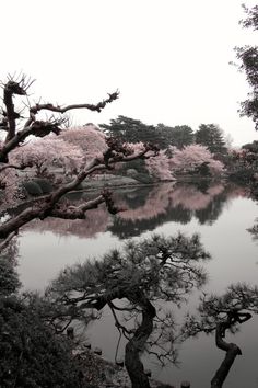 the trees are blooming and reflecting in the water