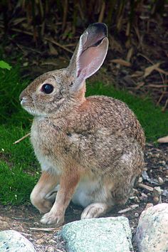 a rabbit sitting on the ground next to some rocks and grass with bushes in the background