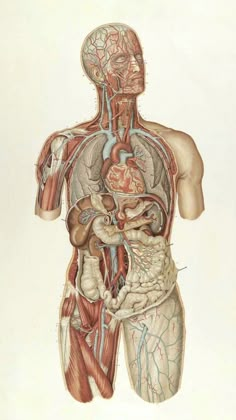 an illustration of the human body and organs