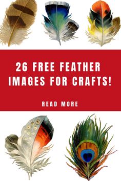 different colored feathers with the words 26 free feather images for crafts read more on this page