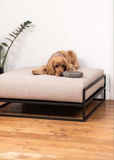 a brown dog laying on top of a bed with a pillow in front of it