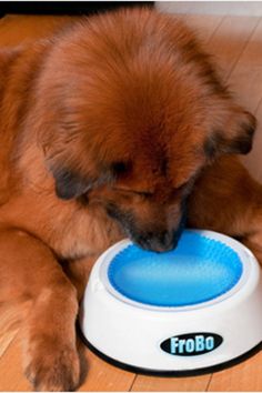 a brown dog chewing on a frisbee toy