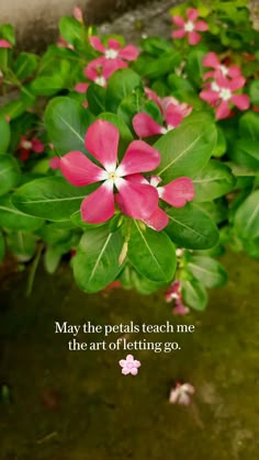 some pink flowers and green leaves with a quote on the bottom that says may the petals teach me the art of letting go