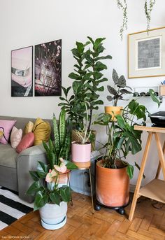 a living room filled with lots of different types of potted plants on top of a wooden floor