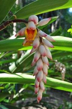 an orange and white flower hanging from a tree