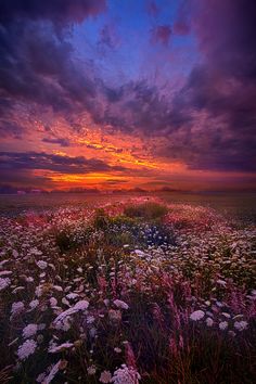 the sun is setting over a field full of wildflowers and grass with clouds in the background